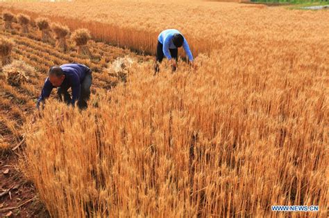 Wheat harvest season comes in China - Xinhua | English.news.cn