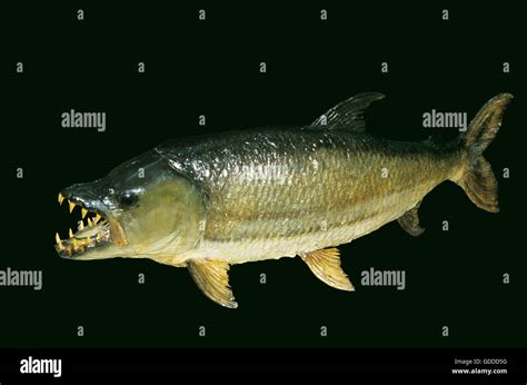 Hydrocyon goliath hi-res stock photography and images - Alamy