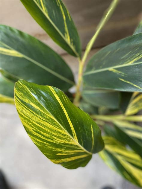 Alpinia zerumbet variegata - Jungle Boogie