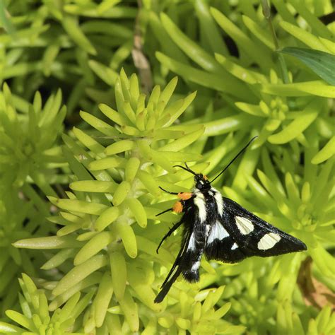 Black and White Moth Photograph by Clifford Pugliese - Pixels