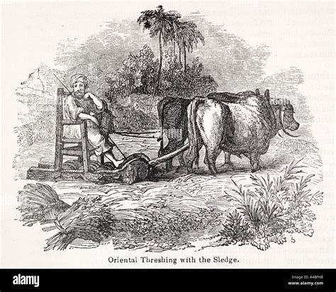 Oxen etching hi-res stock photography and images - Alamy