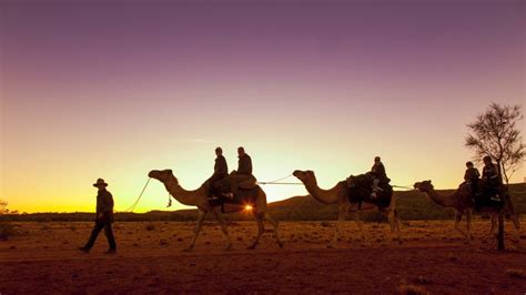 Alice Springs Camel Rides | Pyndan Camel Tracks