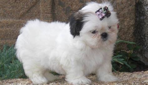 Beautiful Imperial Shih Tzu Puppies for Adoption