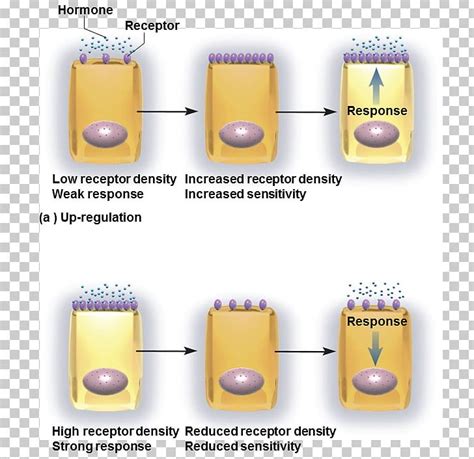 Target Cell Receptor Downregulation And Upregulation Hormone PNG ...