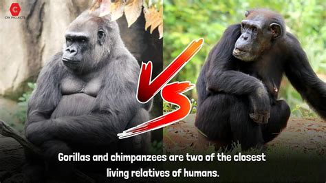 Gorilla vs Chimpanzee: Size Comparison - YouTube