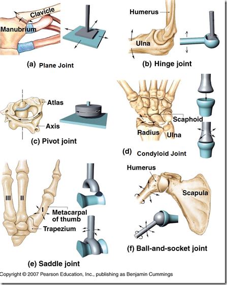 30 HD What Are Examples Of Pivot Joints - insectza