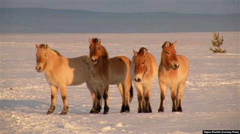 Endangered Przewalski's Horses Back On Russian Steppe