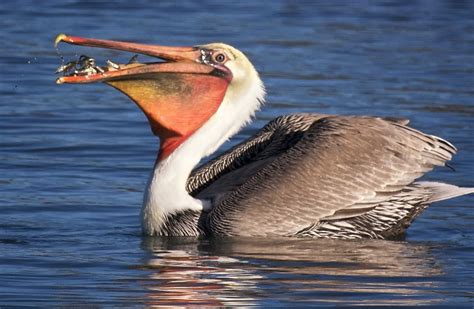 10 Amazing Bird Facts (The Pelican) | Passnownow