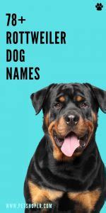 Rottweiler Dog Names 78+ Best & Top Ideas - PetShoper