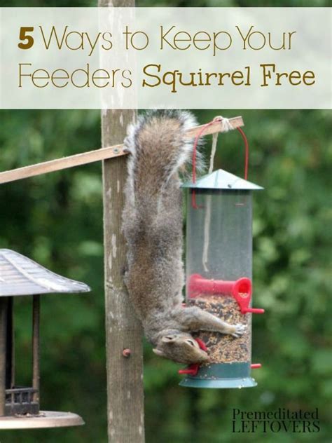 Keeping Squirrels Off Bird Feeders - Keep Healthy