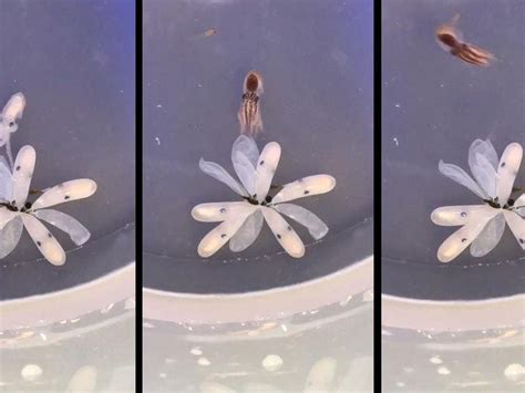 This clip of a baby octopus hatching is the most mesmerising video you ...