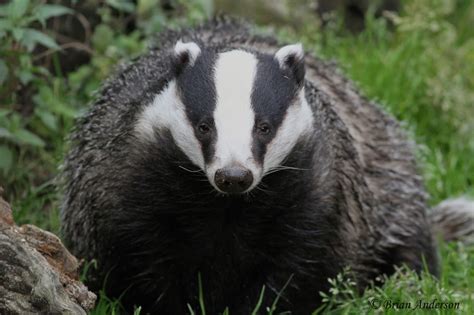 Brian's birding blog: British Wildlife Centre Badgers