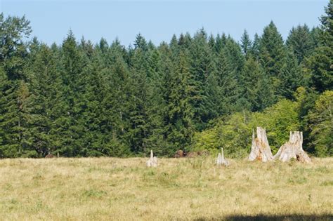 Visiting Northwest Trek Wildlife Park — Pacific North Wanderers