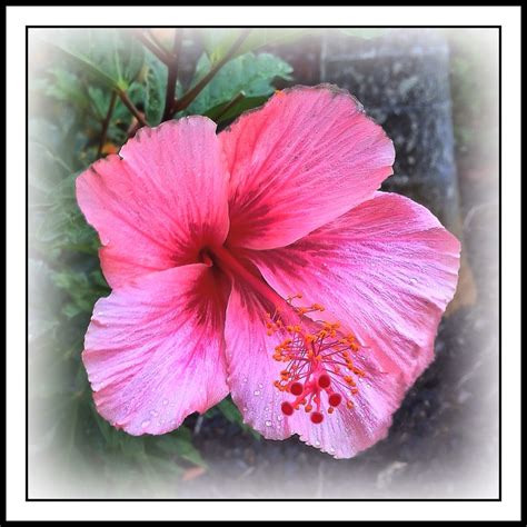 Hibiscus flower - Always a romantic favorite | Hibiscus flow… | Flickr