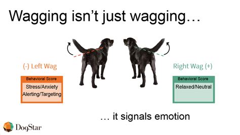 Cornell Tech - ‘A Tail of Happiness’: Startup Studio Team Builds First Dog Emotion Tracker