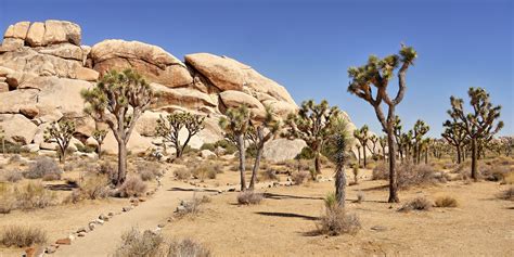 Complete Guide to Mojave National Preserve | Via