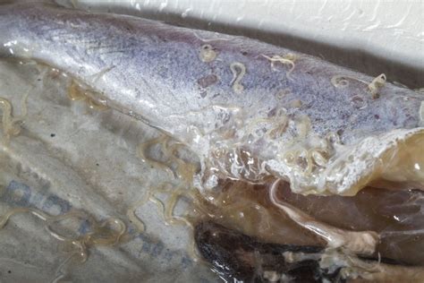 ‘Sushi parasites’ have increased 283-fold in past 40 years