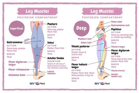 Calf Muscles Posterior Compartment Superficial Grepmed | sexiezpix Web Porn