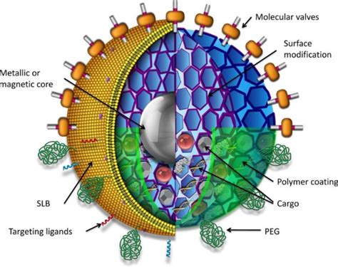 Schematic representation of a multifunctional mesoporous silica... | Download Scientific Diagram