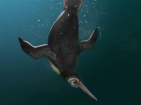 Ancient penguin ‘bridged gap between extinct giant penguin and modern relatives’ | Guernsey Press