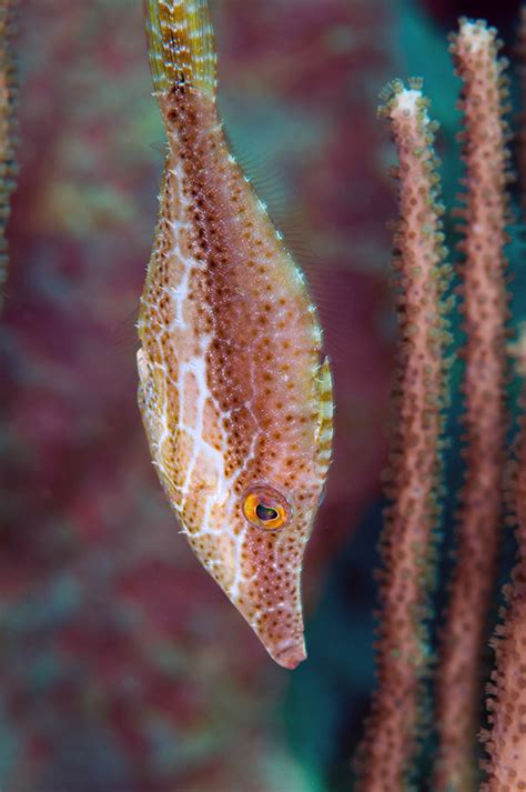 More Caribbean Filefish