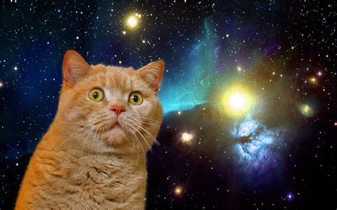 Imgur: The most awesome images on the Internet | Space cat, Cats, Pet birds