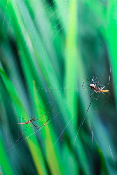 Rare Photography, Meeting, Seen Two Male and Female Spiders Doing a ...