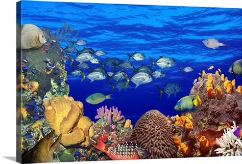 School of fish swimming near a reef Wall Art, Canvas Prints, Framed Prints, Wall Peels | Great ...