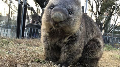 Oldest living wombat sets Guinness World record at 32