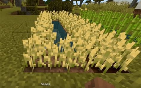 How To Get Wheat In Minecraft (Minecraft Wheat Farm)