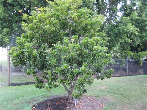 Chikoo Fruit Tree - Chikoo (Manilkara zapota) - Jun 29, 2021 · now each tree yields 12 to 15 ...