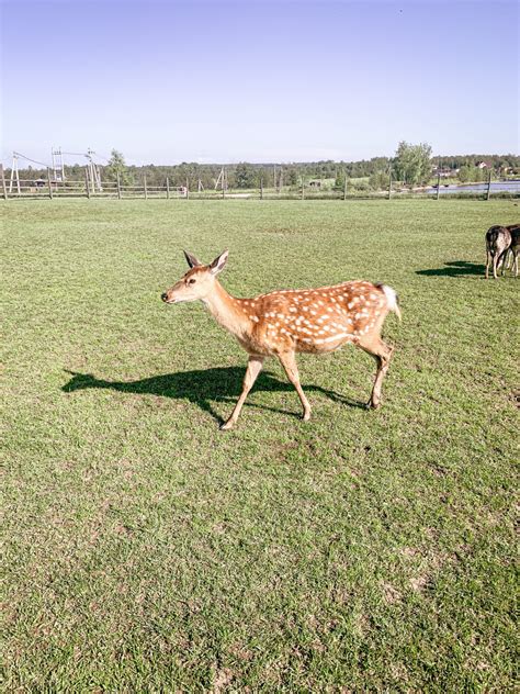 Deer Farm - Family Day Trip - The Moscow Times