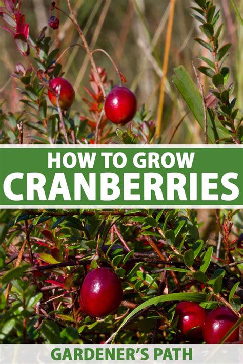 How to Grow Cranberries | Gardener’s Path