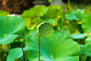 Lotus seed head 1 NBG | Puddin Tain | Flickr