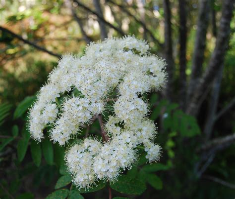 Native Trees Trail: Rowan – Botanics Stories