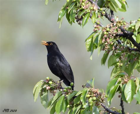 UN MERLE NOIR - A COMMON BLACKBIRD - TURDUS MERULA