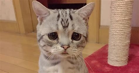 White Wolf : Cat with a permanently sad-looking face is the new internet celebrity