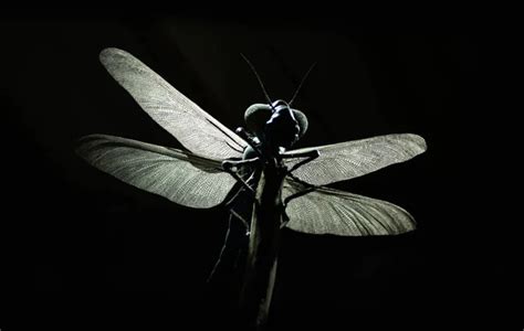 Nocturnal insects Stock Photos, Royalty Free Nocturnal insects Images | Depositphotos