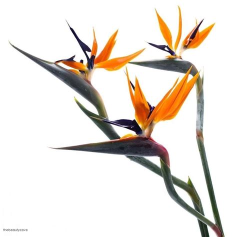 flower of the day. Strelitzia paired with all the... | the beauty cove