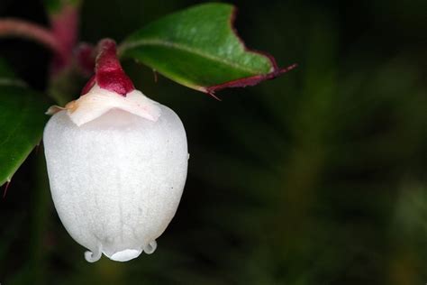 Gaultheria procumbens (American Wintergreen, Boxberry, Checkerberry ...