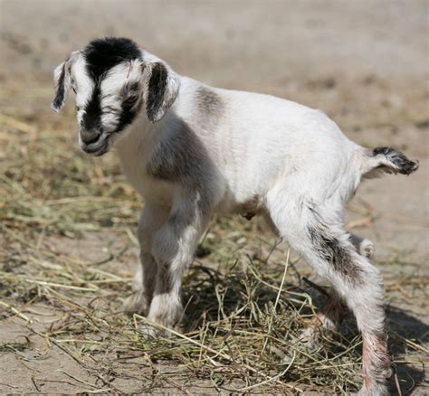 Rare Goat Kids Born at Kansas City Zoo - ZooBorns