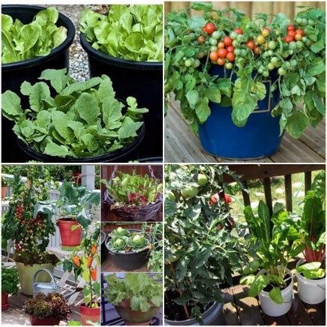 Growing Vegetables in Pots / Containers | Agri Farming