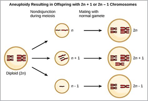 Difference between Aneuploidy and Polyploidy - KnowsWhy.com