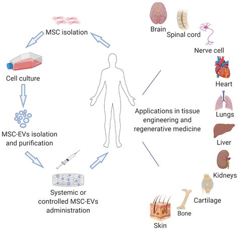 Cells | Free Full-Text | Mesenchymal Stem Cell Derived Extracellular Vesicles for Tissue ...