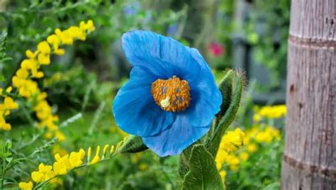 Once Considered a Folktale, These Rare Flowers Are Back in Bloom at Longwood Gardens, But Not ...