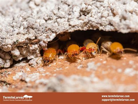 7 Confirm Symptoms Of Baby Termite's Presence In House