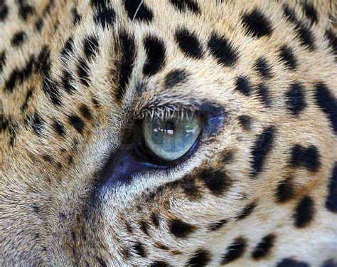 Close up Leopard eye | Stock image | Colourbox