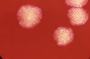 Fusobacterium - wikidoc