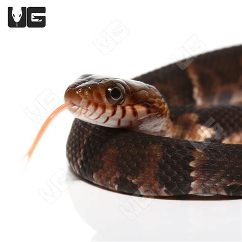 C.B. Baby Broad Banded Water Snake (Nerodia fasciata confluens) For ...