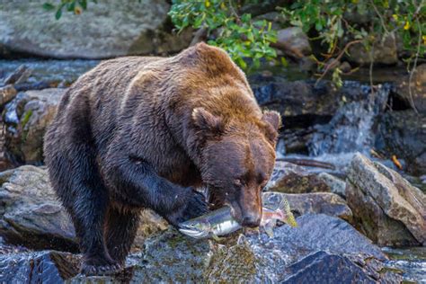 Grizzly Bears Fishing Photography Gallery of Bears Fishing | Photos by Joseph C. Filer